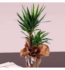 İKİ KÖKLÜ YUCCA