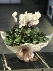 Saksıda Sıklamen